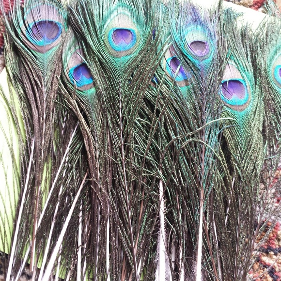 Peacock Feathers - Picture 1 of 2